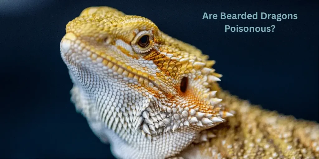 Are bearded dragons dangerous to humans?