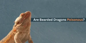 Are Bearded Dragons Poisonous?