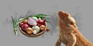 Can Bearded Dragons Eat Onions
