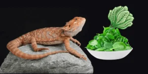 Can Bearded Dragons Eat Spinach