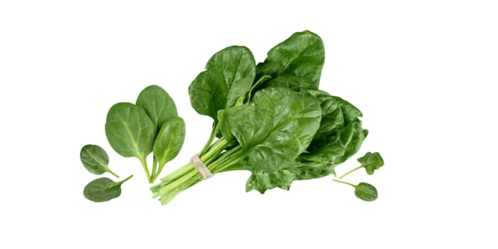 Can Bearded Dragons Eat Spinach all the time