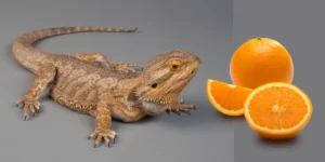 Can Bearded Dragons Eat Oranges