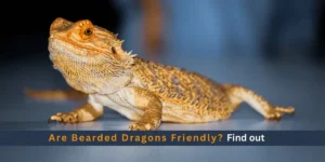 Are Bearded Dragons Friendly