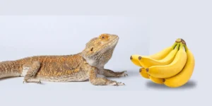 can bearded dragons eat bananas