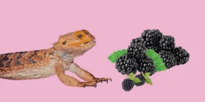 can bearded dragons eat blackberries