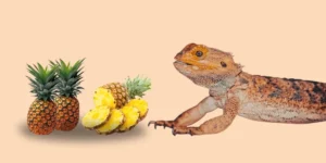 can bearded dragons eat pineapple