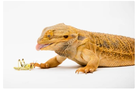 beardie info